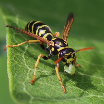 European Paper Wasp
Polistes dominula